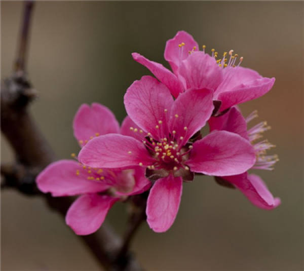 Peach blossom