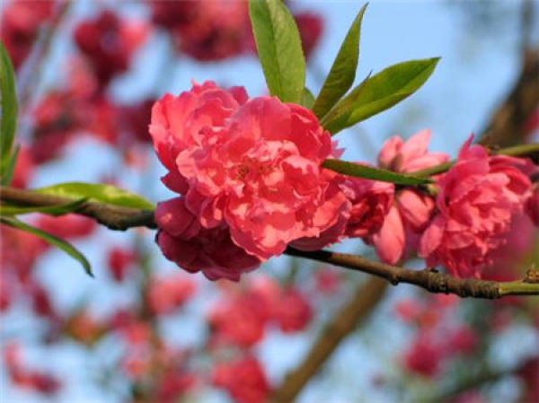 Peach blossom