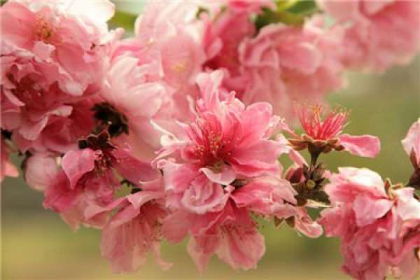 Peach blossom