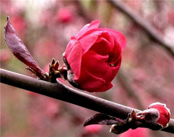 Peach blossom