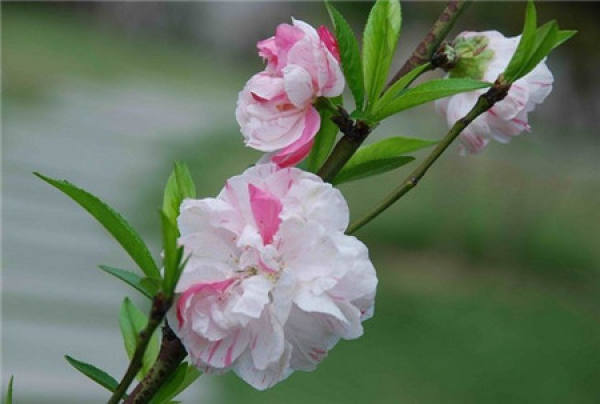 Scatter Jinbi Peach