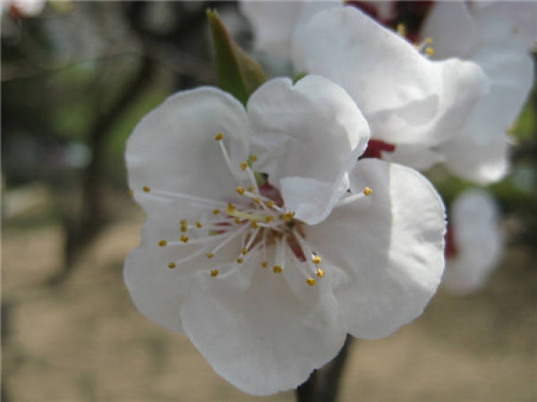 Scatter Jinbi Peach