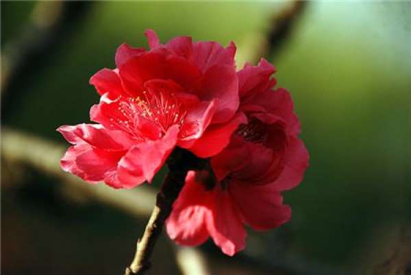 Scatter Jinbi Peach