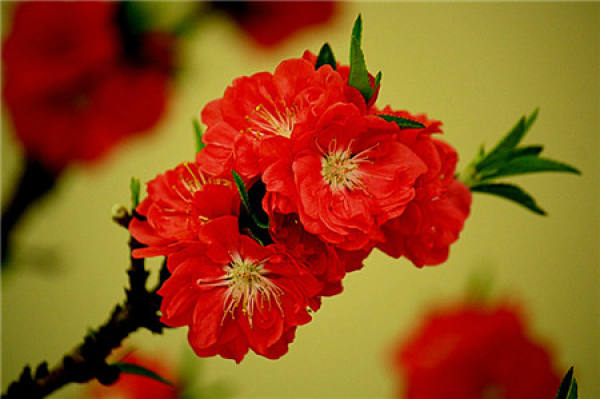 Scatter Jinbi Peach