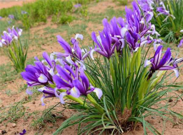 culture method of iris Linus