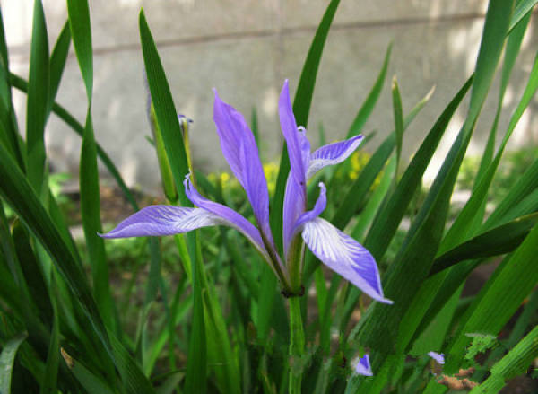 Pests of Iris lactea and their control