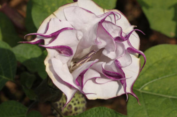Datura stramonium