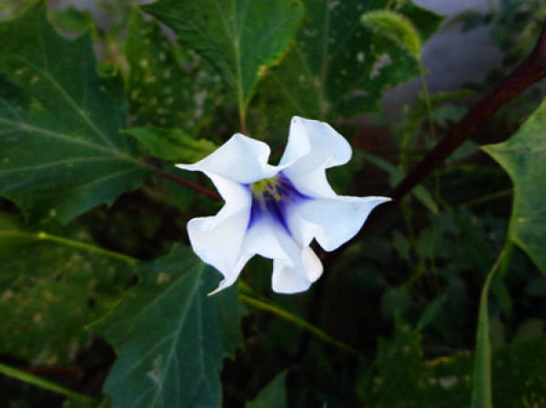 Datura metel