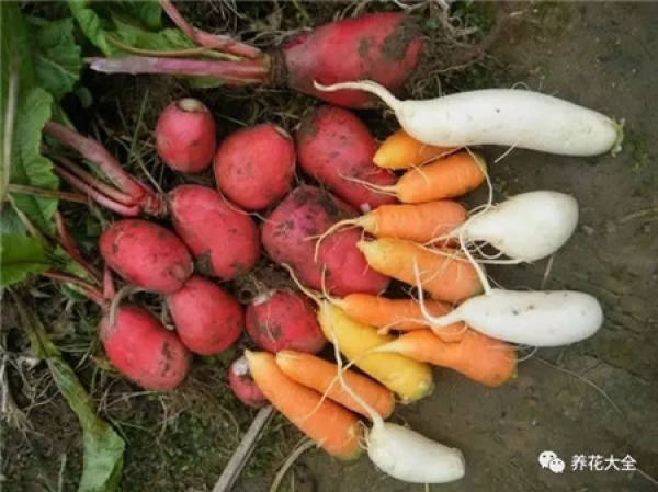 Radish