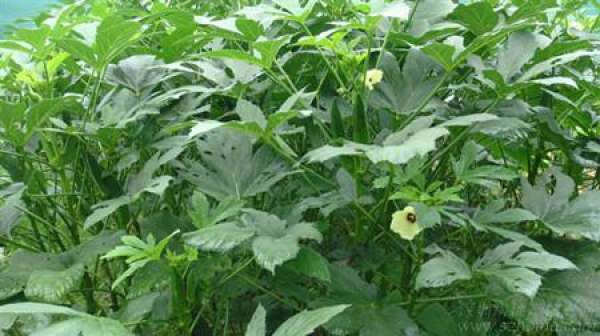 Leaves of Datura stramonium