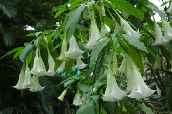 Leaves of Datura stramonium