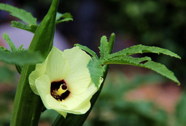 The flowers of okra