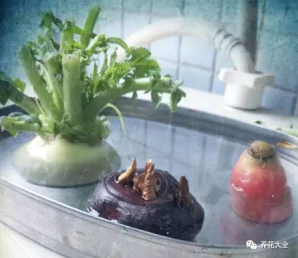 Radish