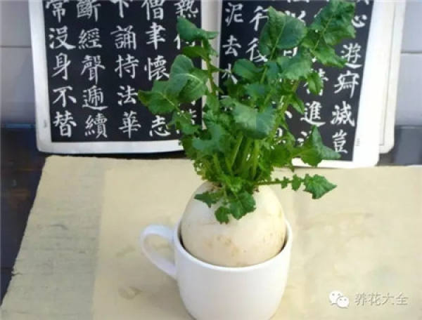 Radish