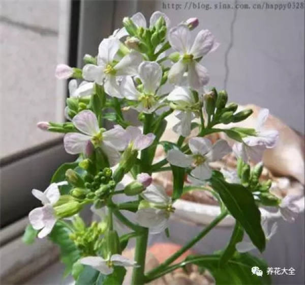 Radish