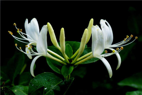 Lonicera japonica