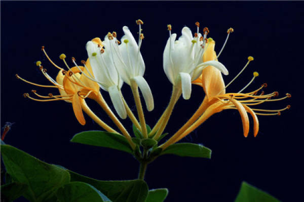 Lonicera japonica