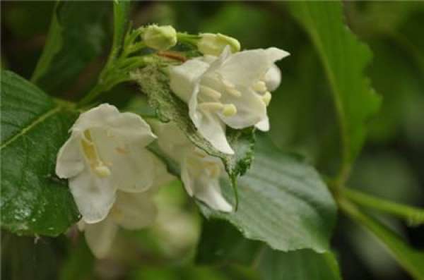 Lonicera japonica