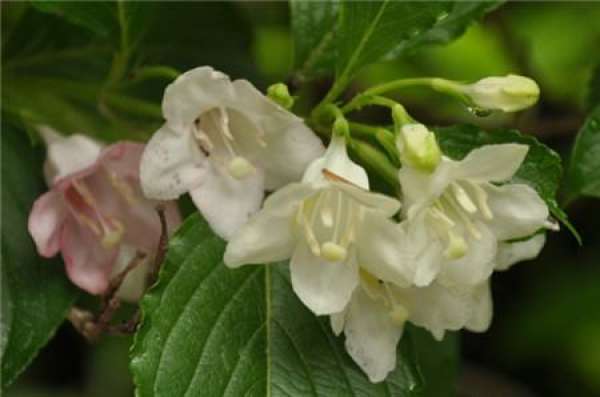 Lonicera japonica