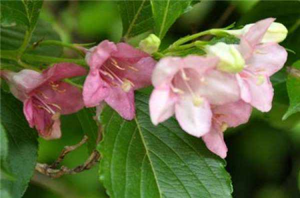 Lonicera japonica