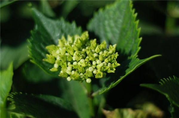 Lonicera japonica