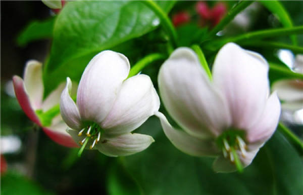 Lonicera japonica