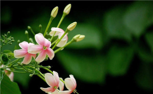 Lonicera japonica