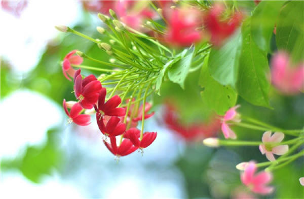 Lonicera japonica