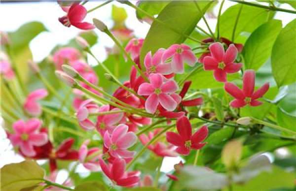 Lonicera japonica