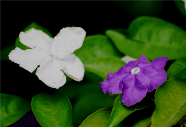 Jasmine bicolor