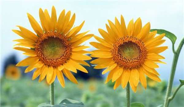 Why do sunflowers face the sun?