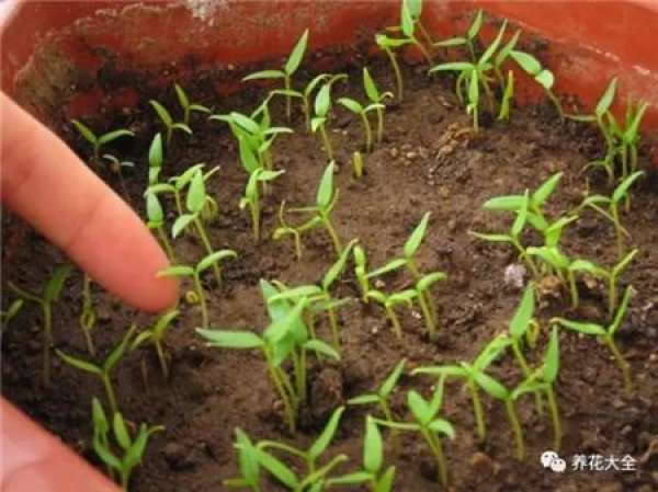 Radish