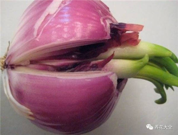 Radish