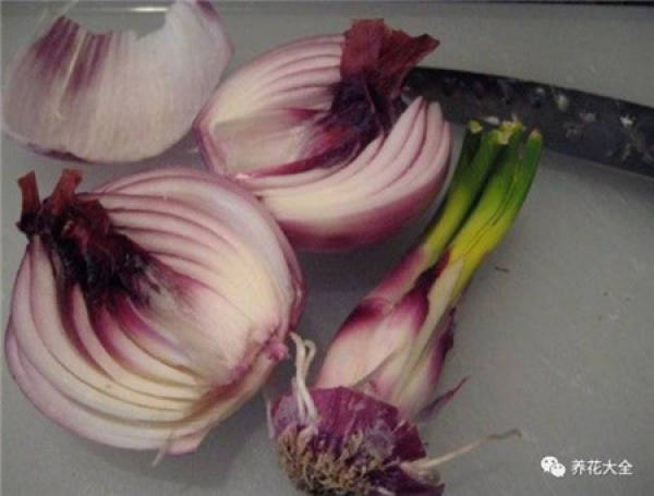 Radish