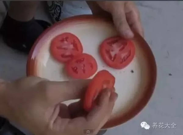 Radish