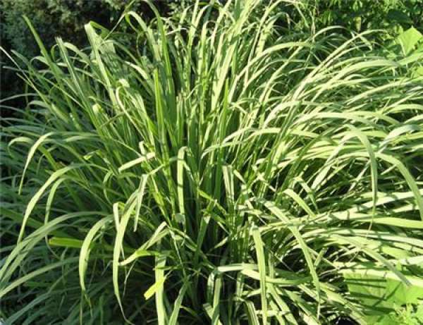 Leaf blight of citronella