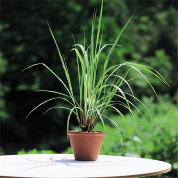 Control of Citronella leaf blight