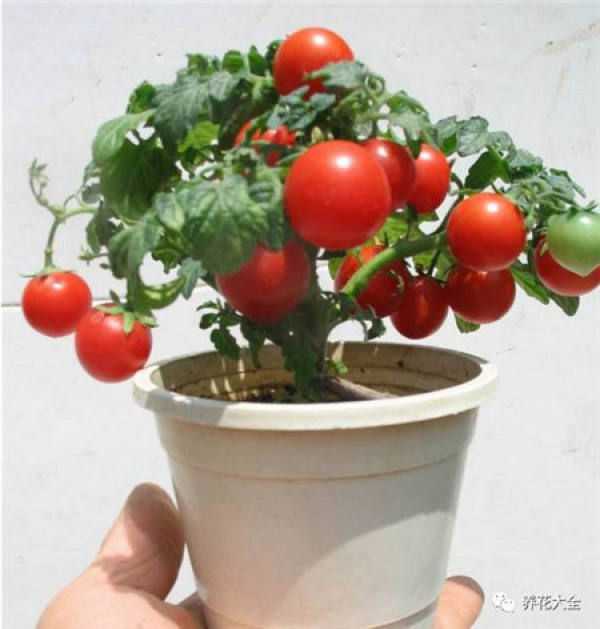 Radish