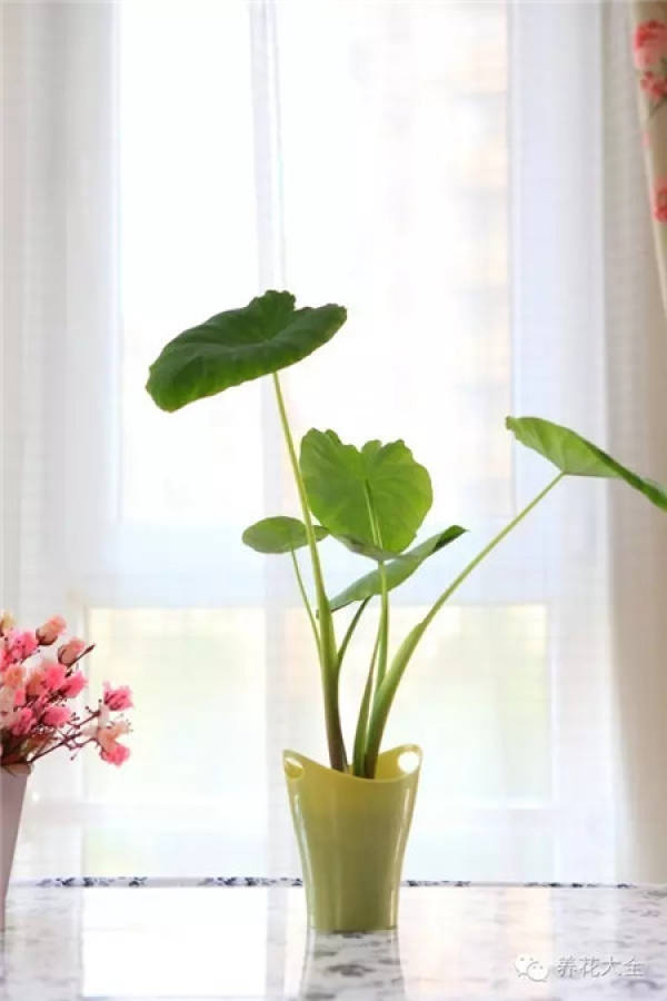 Radish