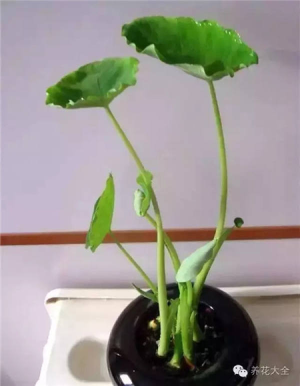 Radish