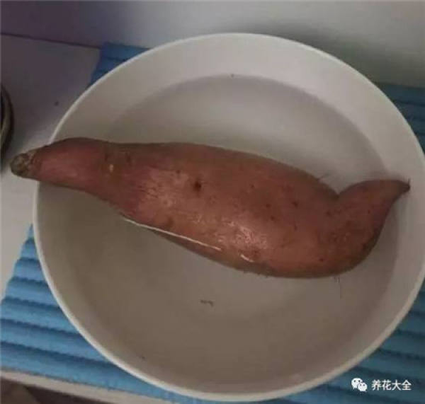 Radish