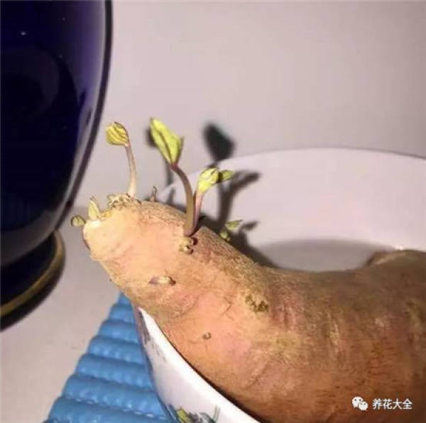 Radish