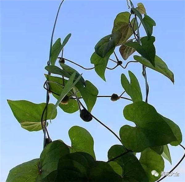 Chinese yam plant