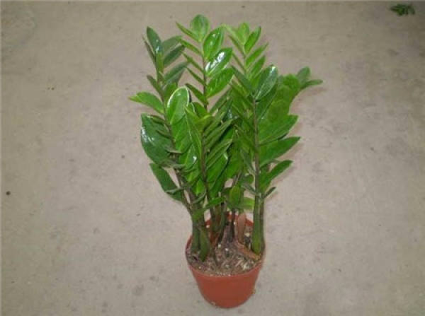 Summer maintenance of Z. zamiifolia