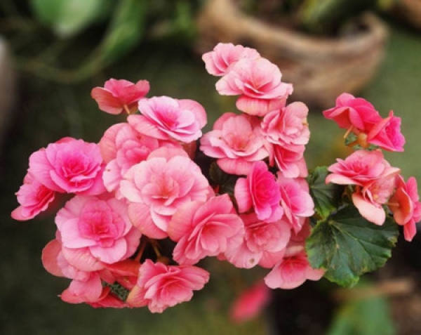 How does the four seasons Begonia spend the winter?