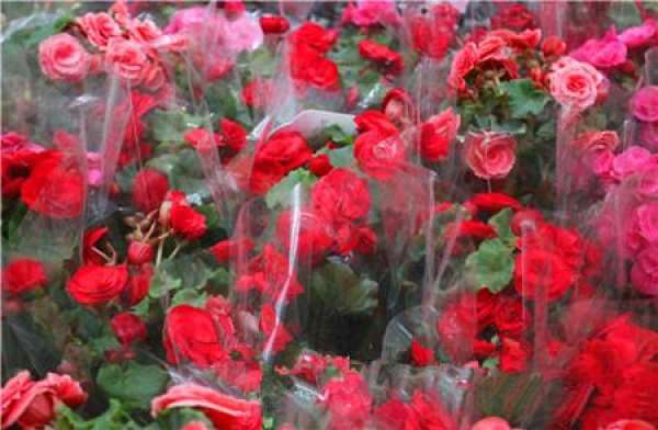 How does the four seasons Begonia spend the winter?