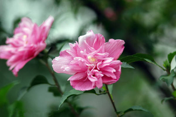 Morphological characteristics of Hibiscus syriacus