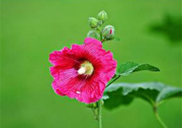 A family and genus of hollyhocks.