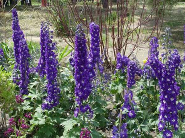 Sowing and Reproduction of Delphinium
