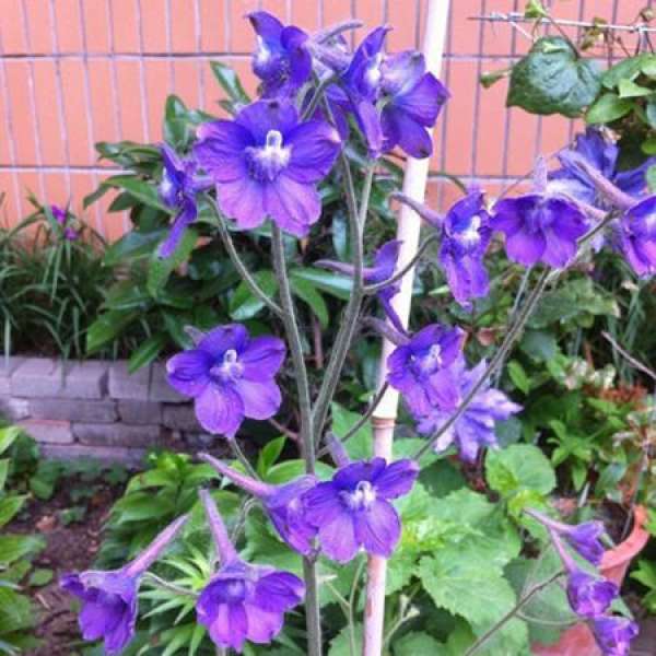 Turquoise's breeding